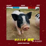 跟我一起去找小猪玩！