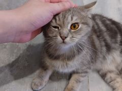 -楼上猫咖(罗湖店)