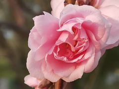-国家植物园