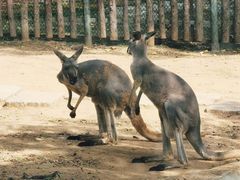 -大连森林动物园