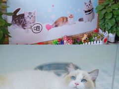-lincat·猫舍(广州店)