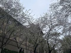 -武汉大学-樱园