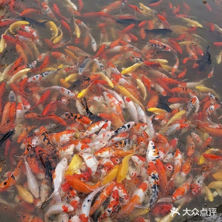 南京旅游丨超详细！🍁5个赏秋景点攻略！