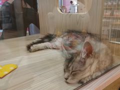 -屋虎猫馆(宝安大仟里店)
