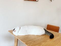 -猫小主咖啡·猫咖cat cafe(福田店)