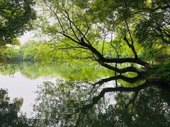 -西湖外事游船(花港观鱼码头)