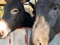 -元鼎宝驴香·全驴宴(江宁店)