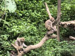 -西双版纳原始森林公园