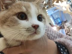 -momokira米努特·德文卷毛猫·棉花面纱犬
