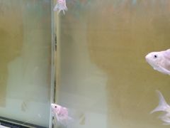-圳兴面王·拌川·特色炒面(南山保利剧院店)