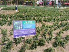 -广东花都香草世界旅游度假区