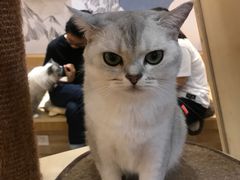 -滚猫咖啡·猫咖·猫友好撸猫(未来城店)