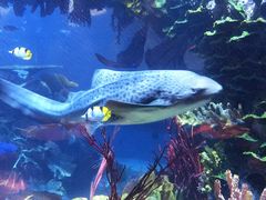 -迪拜帆船酒店海底餐厅