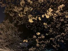 -武汉大学-樱园