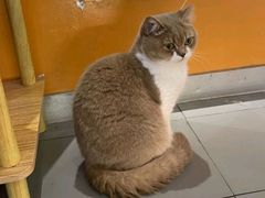 -瑞派康怡24h宠物医院·犬猫医疗中心·微创绝育(瑞景分院)