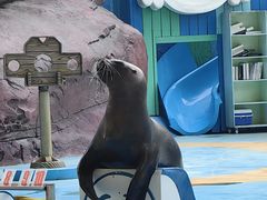 -海合安成都极地海洋公园