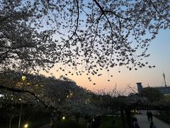 -嘉定紫藤园