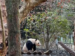 -都江堰中华大熊猫苑