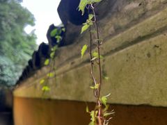 -普陀山慧济禅寺