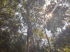 -西双版纳原始森林公园