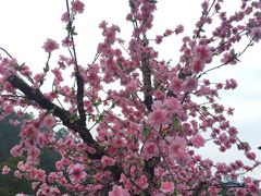 -神光山国家森林公园