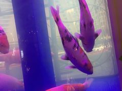 -金汤宴餐厅·粤菜(德云社店)