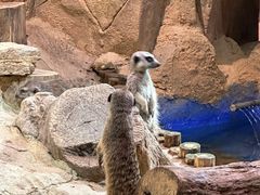 -正佳雨林生态植物园