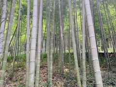 -东明山森林公园