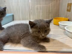 -屋虎猫馆(宝安大仟里店)