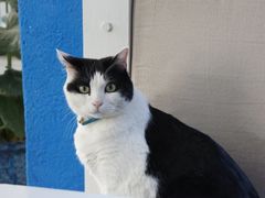 -Anne猫窝咖啡屋