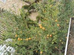 -喵屿·大理花园猫咖