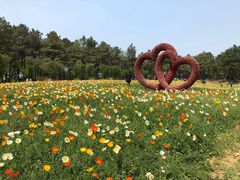 -大塘金香草谷
