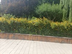 -莲花池公园