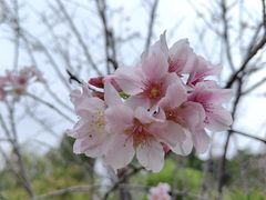 -天适樱花悠乐园