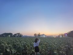 -光明小镇欢乐田园