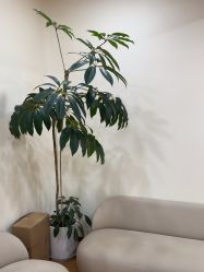 -HEYAN荷妍专业脱毛连锁机构
