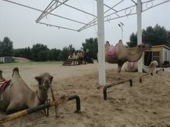 -库伦旗银沙湾旅游景区