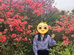 -大围山国家森林公园