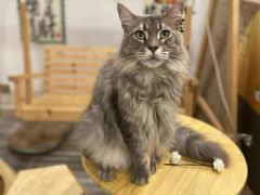 -楼上猫咖(罗湖店)