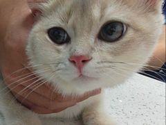 -宠颐生宠物医院·异宠猫科内科·诊疗中心宠巢店
