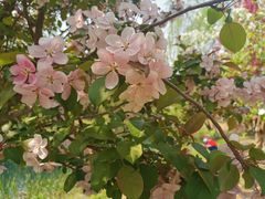 -长白岛森林公园