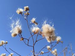 -野鸭湖国家湿地公园