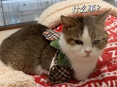-momokira米努特·德文卷毛猫·棉花面纱犬