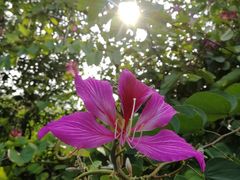 -田野绿世界
