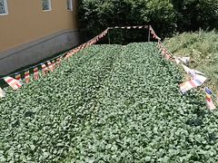 -重元寺香积厨素斋馆