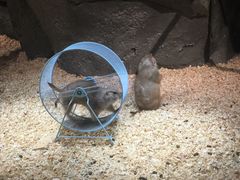 -zoonana室内动物园(东方福来德店)
