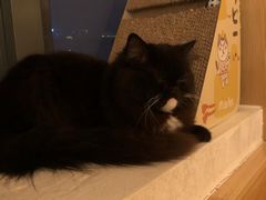 -猫腻·猫咖·撸猫馆(星光大道店)