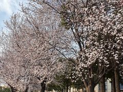 -两河城市森林公园