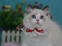-lincat·猫舍(广州店)