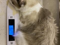 -喵五郎の猫咪酒店·专业洗护·寄养